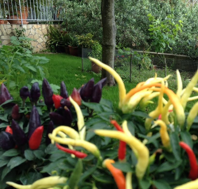B&B Dei Fiori Praia a Mare Exteriér fotografie